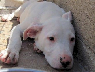 Modern Dog Blog hilft:  Notfall Odie      ( Dogo Argentino Mix) sucht dringend ein Zuhause