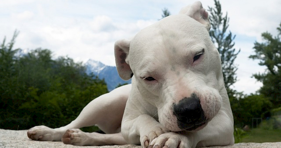 Die Entstehung des Dogo Argentino: Vom Traum zum treuen Begleiter